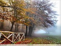 autunno 2011 (14)
